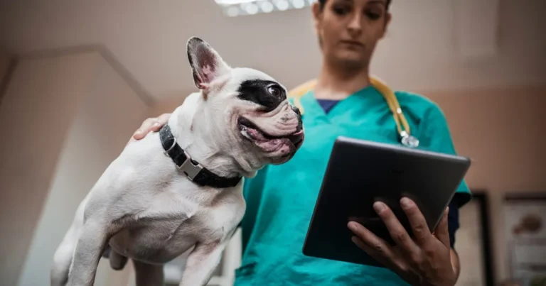 Woofapps: A Complete Guide to the VCA Employee Portal for Veterinary Professionals