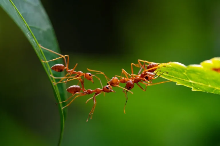 Hormita: Concept of Adaptive Growth Through Small Challenges