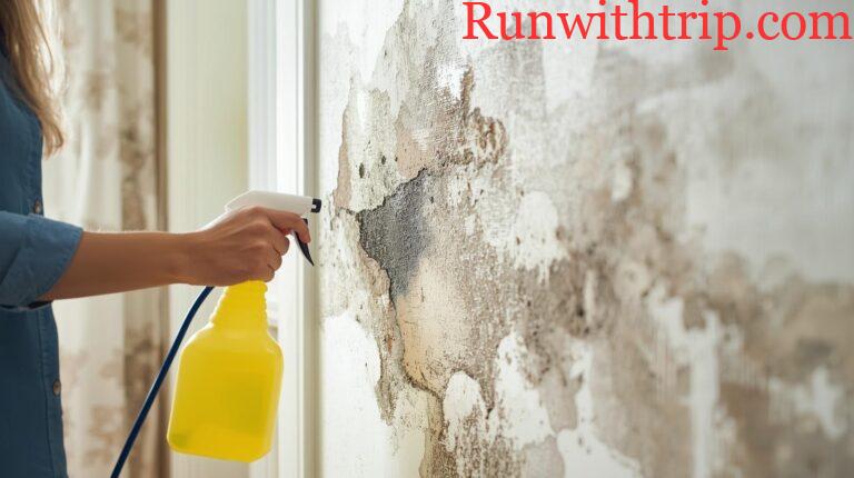Mold Prevention for Hickory Properties