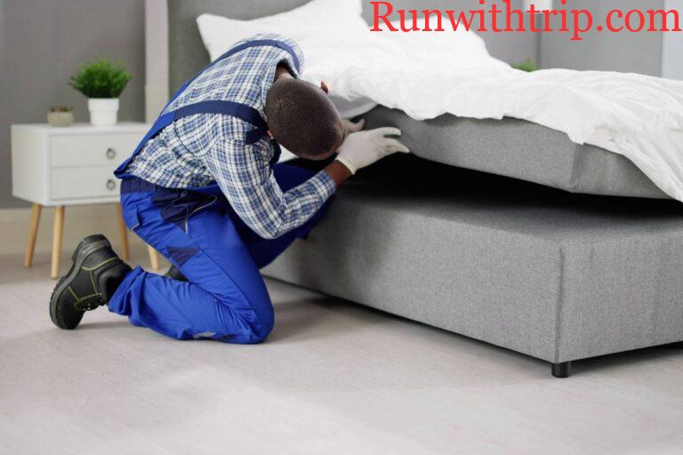 Can second-hand furniture introduce bed bugs into clean homes