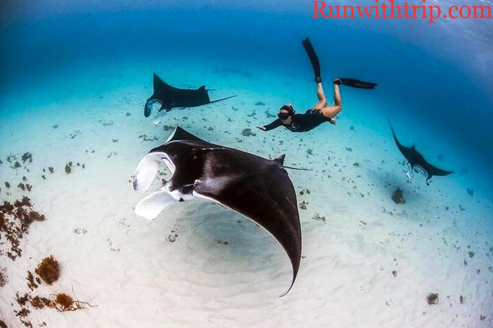 Manta Ray Diving Maldives: Swimming with Giants in the Blue Wilderness