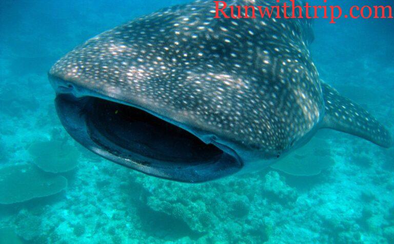 Why Utila Is the #1 Destination in Central America to Get Your Scuba Certification