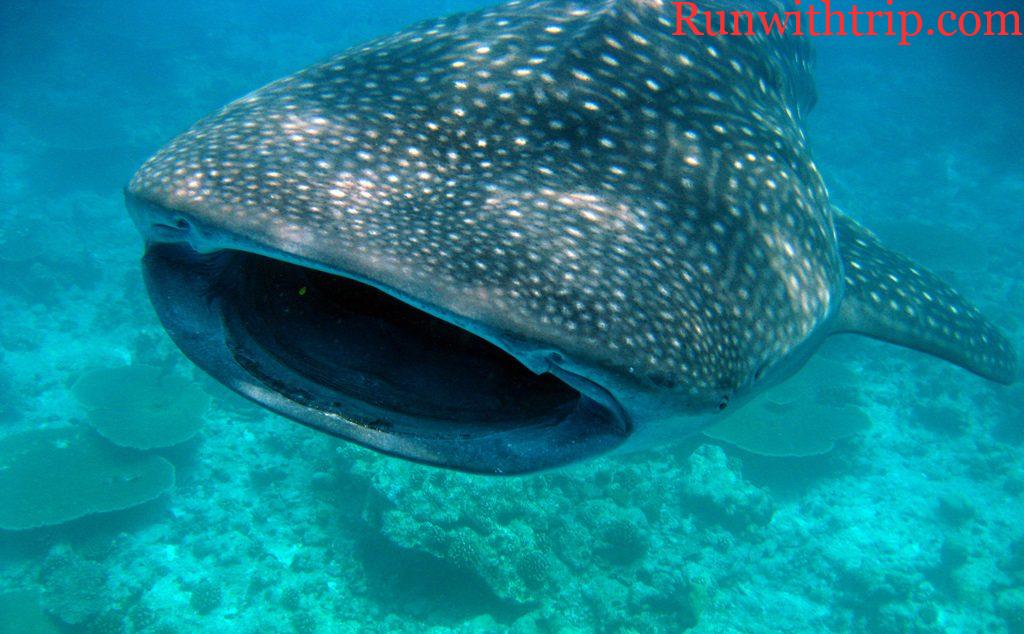 Why Utila Is the #1 Destination in Central America to Get Your Scuba Certification
